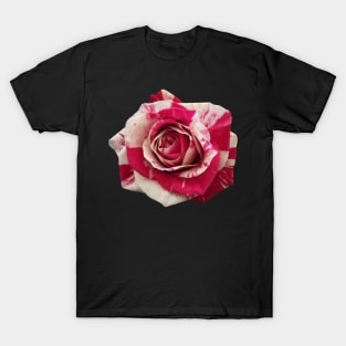 red rose, roses, flower, flowers, bloom T-Shirt